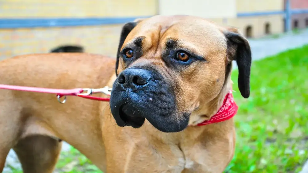Cães com Aparência Intimidadora