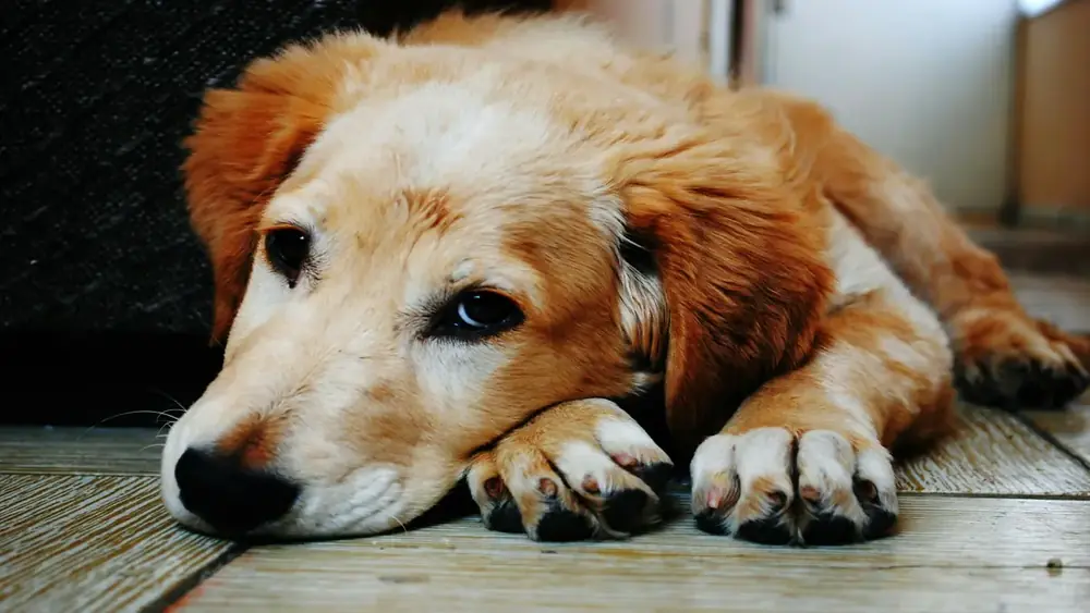 Como Saber Se o Cachorro Está com Febre